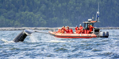 Mer et Monde Écotours - Croisière aux baleines - Whales watching boat tour