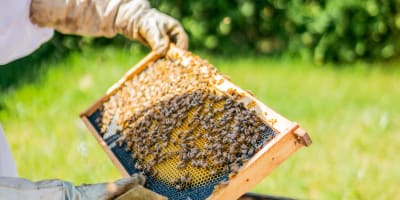 Miel Pur Délice - A beekeeper and a hive of bees