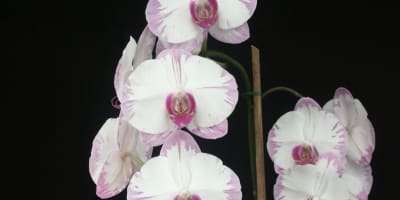 Le Paradis des Orchidées - Phaleenopsis