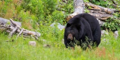 Un ours dans le Parc Oméga