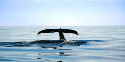 alliance_eco_baleine_1