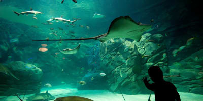aquarium_de_montreal_1