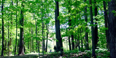 arboretum_morgan_1