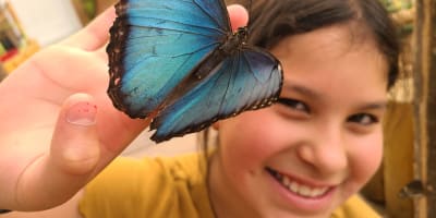 attraction_bfly_quebec_1