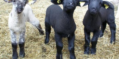 bergerie_des_neiges___ferme_1