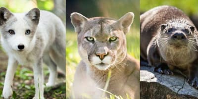 bioparc_de_la_gaspesie_1