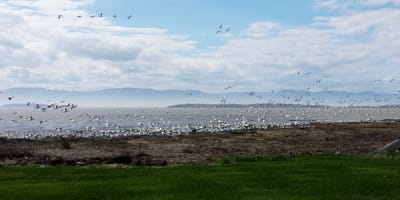 camping_municipal_de_lisle_aux_grues_1