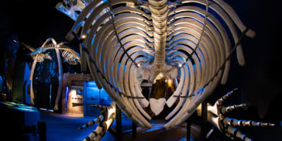 centre_dinterpretation_des_mammiferes_marins_cimm_1