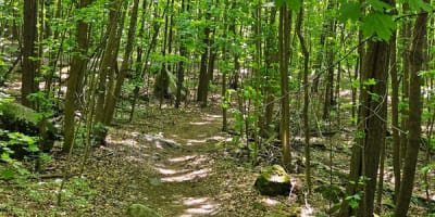 centre_dinterpretation_du_milieu_ecologique_cime_du_haut_richelieu_1