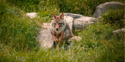 centre_dobservation_de_la_faune_et_dinterpretation_de_lagriculture_de_falardeau_1