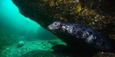 club_nautique_de_perce_1