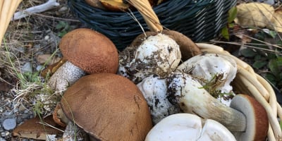decouvrez_les_champignons_forestiers_du_bas_saint_laurent_1
