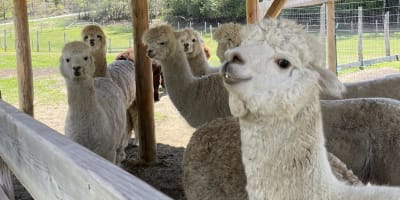 domaine_alpagas_essencia_1