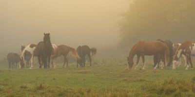 equitation_jacques_robidas_1