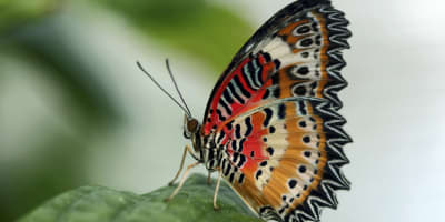 espace_pour_la_vie___insectarium_de_montreal_1