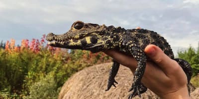 ferme_des_reptiles_exotarium_1