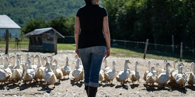 la_ferme_basque_de_charlevoix_1