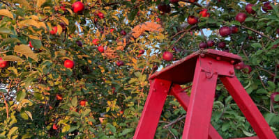 labonte_de_la_pomme_1