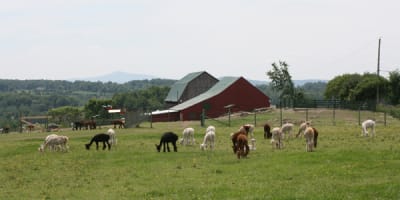 les_alpagas_de_la_ferme_norli_1