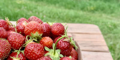 les_fraises_louis_hebert_1