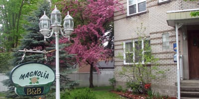 magnolia_b__b_1