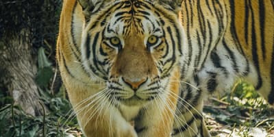 miller_zoo_1