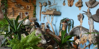 musee_de_la_nature_1