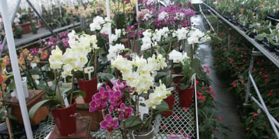 paradis_des_orchidees_1