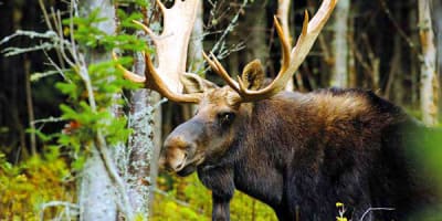 parc_national_daiguebelle_1