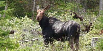reserve_faunique_de_duniere_1