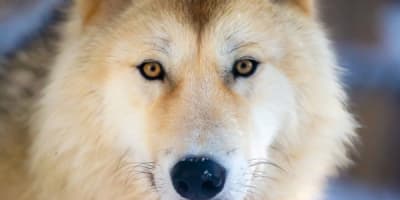 sanctuaire_de_loups_lupo_1_h