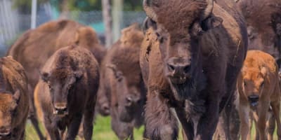 terre_des_bisons_1