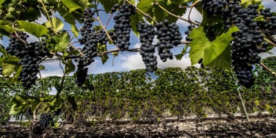 vignoble_du_marathonien_1