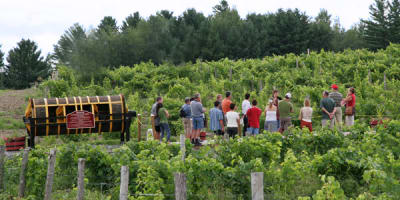 vignoble_le_cep_dargent_1
