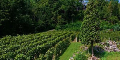 vignoble_le_domaine_des_3_moulins_1