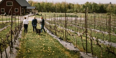 vignoble_petit_chariot_rouge_1