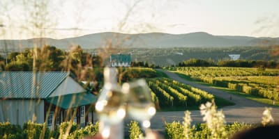 vignoble_sainte_petronille_1