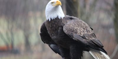 zoo_ecomuseum_1
