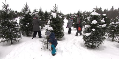 Autocueillette de sapin en famille.