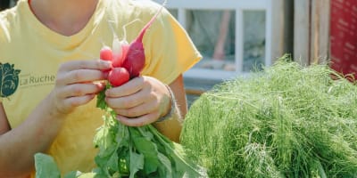 Projet La Ruche - An individual holding fresh radishes