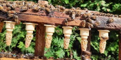 Ruches d'abeilles.