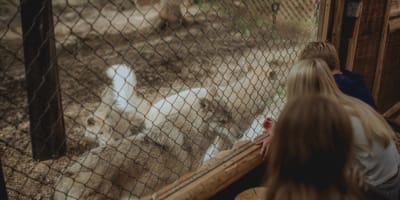 Sanctuaire de loups LUPO - Trois personnes accroupies interagissent avec trois loups, derrière une clôture