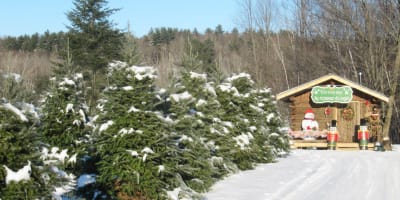 Sapins et cabane en bois. 