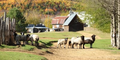 Sheep in the fall.