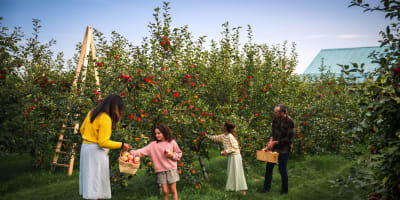 Famille cueillant des pommes au verger.