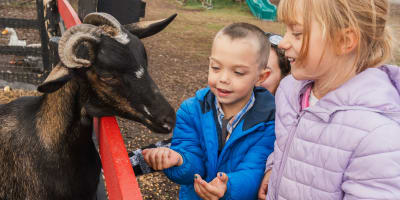 Children watching a goat in the orchard. 