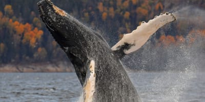 A humpback whale breaking the surface.