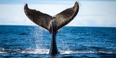 Queue de baleine sortant de l'eau.