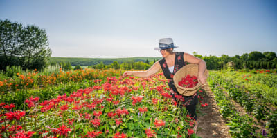 Viv-Herbes - Champs de fleurs
