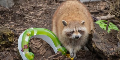 Un raton-laveur du Zoo Ecomuseum.